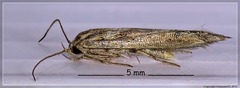 Stathmopoda plumbiflua