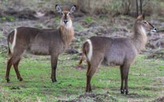 Kobus ellipsiprymnus