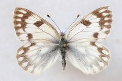 Pontia callidice