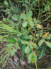 Cryptolepis oblongifolia