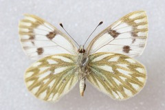 Pontia callidice