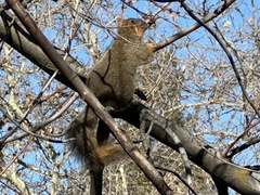 Sciurus niger
