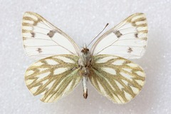 Pontia callidice