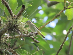 Conirostrum speciosum