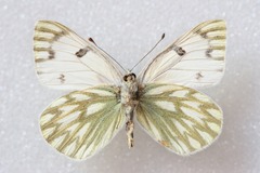 Pontia callidice
