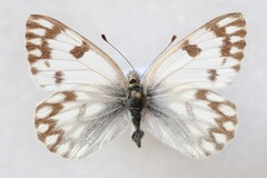 Pontia callidice
