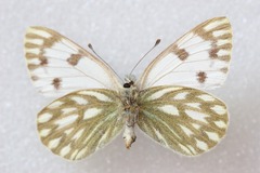 Pontia callidice
