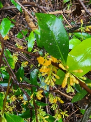 Melodinus australis