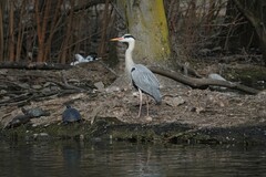 Ardea cinerea