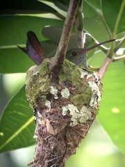 Amazilia tzacatl