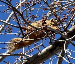 Sciurus niger