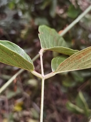 Macropsychanthus comosus