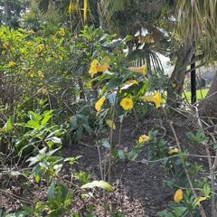 Allamanda schottii