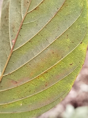 Macropsychanthus comosus