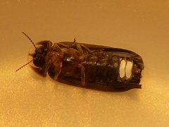 Lamprohiza splendidula