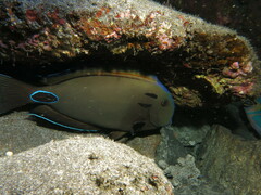 Acanthurus tennentii