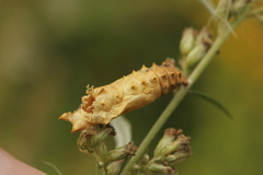 Aglais urticae
