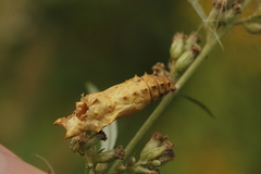 Aglais urticae