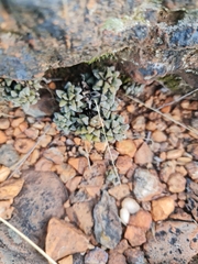 Anacampseros subnuda