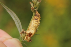 Aglais urticae