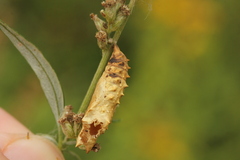 Aglais urticae