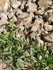 Calibrachoa parviflora