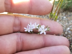 Eriastrum diffusum