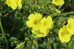 Angiospermae