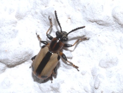 Crioceris paracenthesis