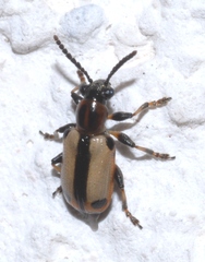 Crioceris paracenthesis