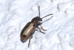 Crioceris paracenthesis