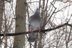 Columba livia domestica