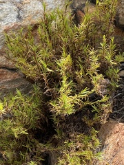 Ficinia ramosissima