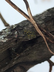 Caloplaca cerina