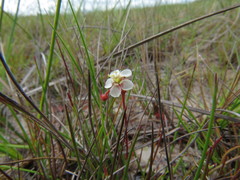 Drosera
