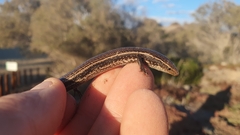 Chalcides sexlineatus