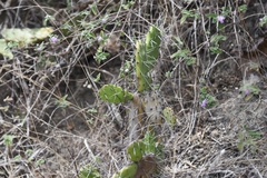 Opuntia quitensis