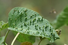 Acalitus ipomocarneae