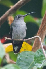 Campylopterus largipennis