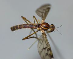 Sylvicola notatus