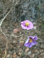 Robinsonella cordata