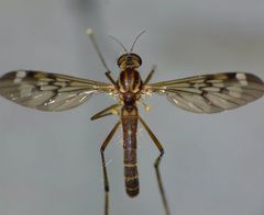 Sylvicola notatus