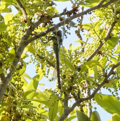 Coryphaeschna ingens