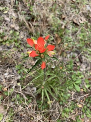 Castilleja indivisa