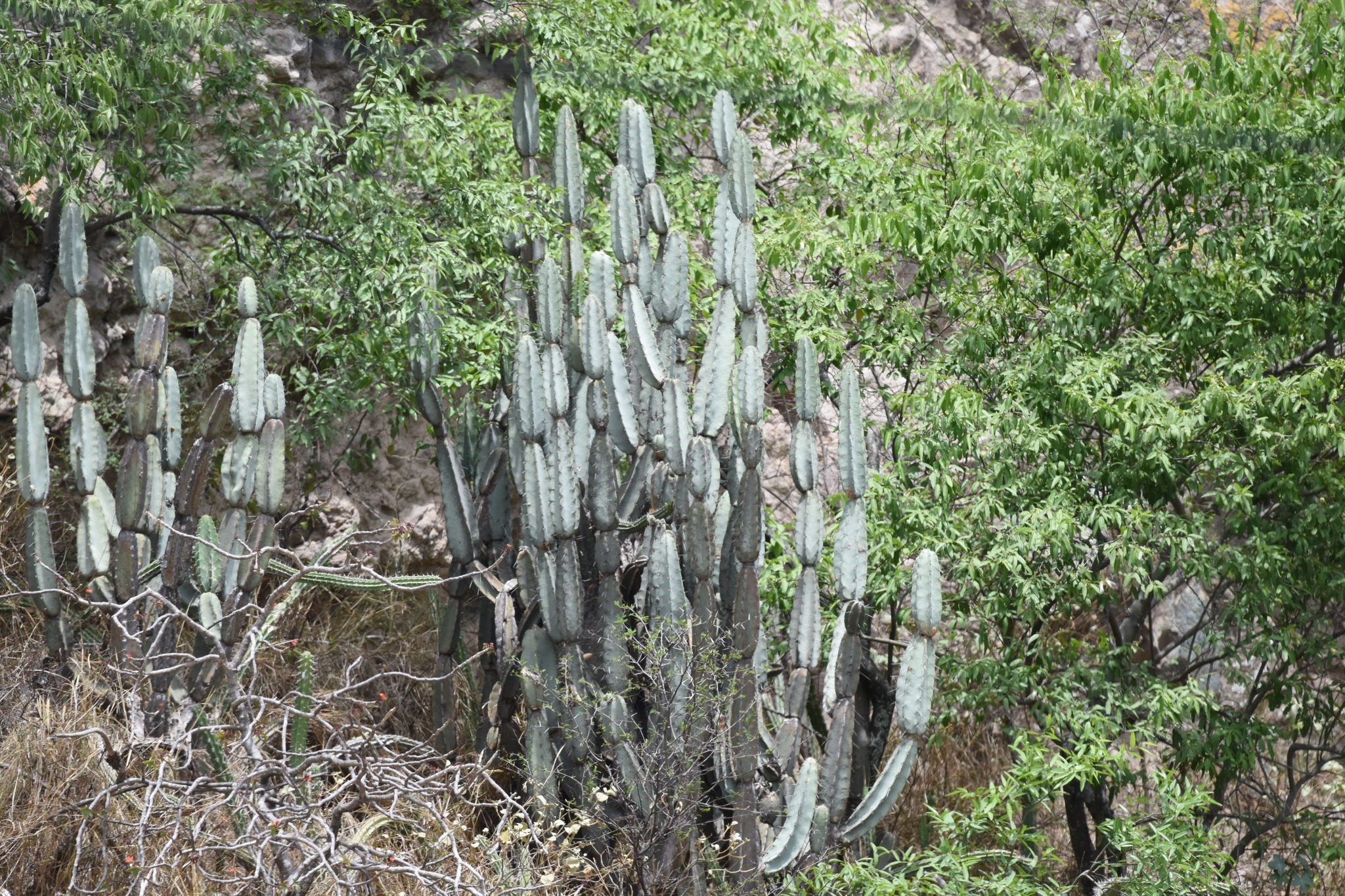 Cactaceae image