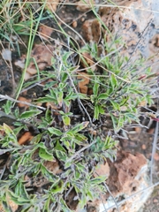 Chascanum hederaceum