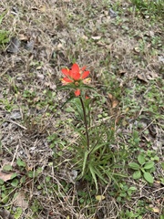 Castilleja indivisa