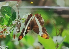 Adelpha fessonia