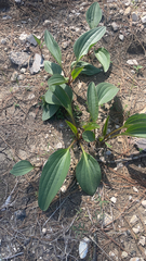 Arnoglossum plantagineum