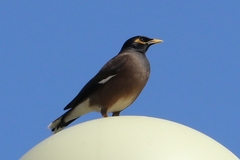 Acridotheres tristis